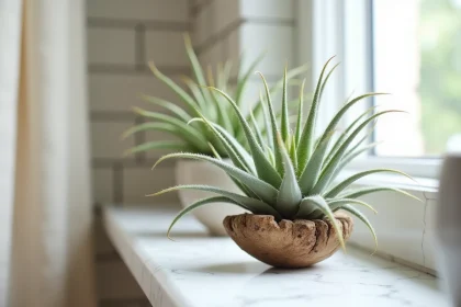Plante aérienne Tillandsia sans terre posée sur un morceau de bois flotté sur une étagère en marbre blanc